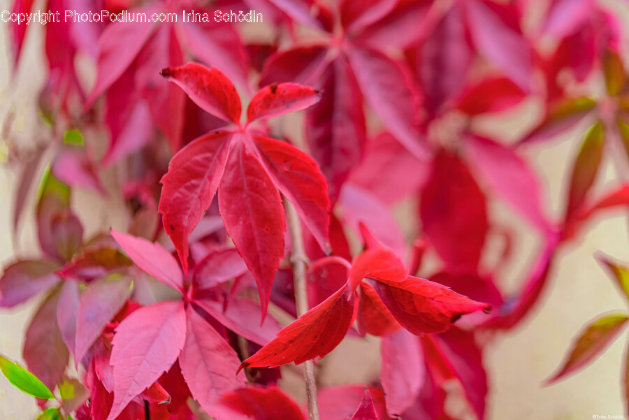 Leaf, Plant, Tree, Flower, Maple