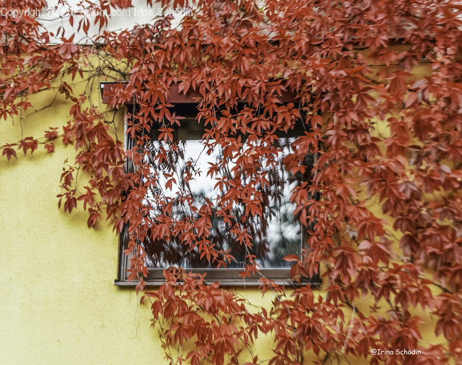 Leaf, Plant, Tree, Maple, Maple Leaf