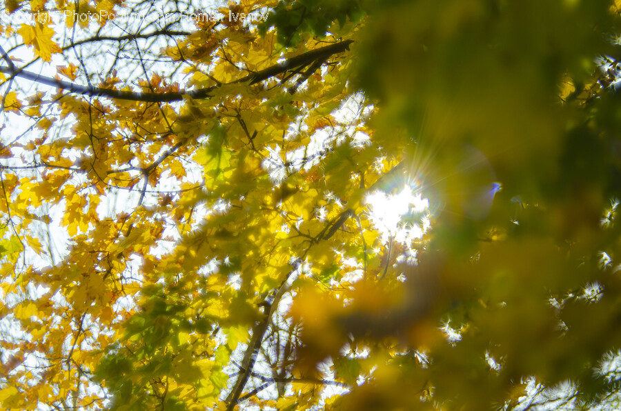 Flare, Light, Sunlight, Leaf, Plant