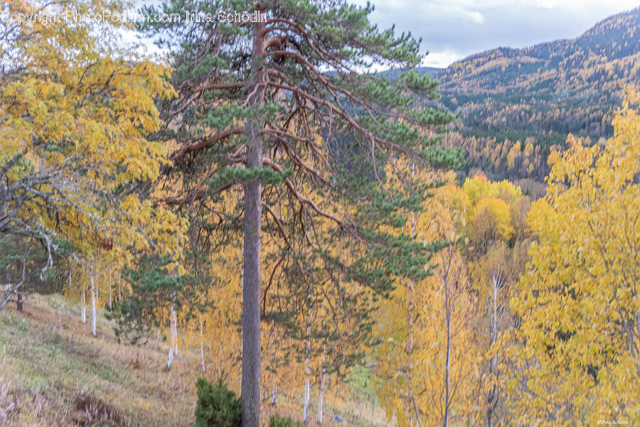 Plant, Tree, Fir, Tree Trunk, Conifer