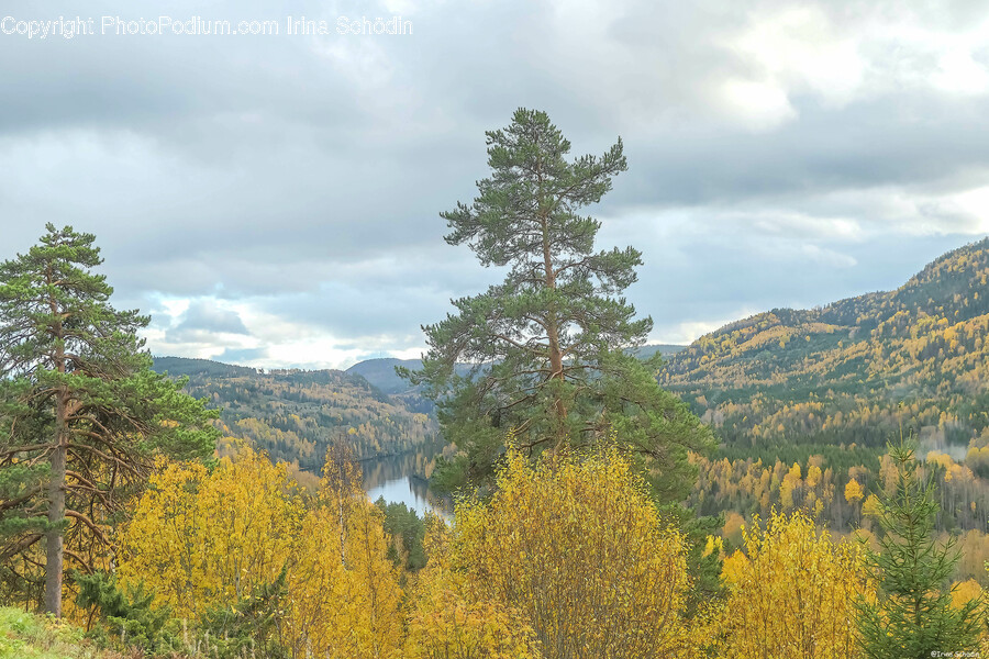 Plant, Tree, Fir, Nature, Outdoors