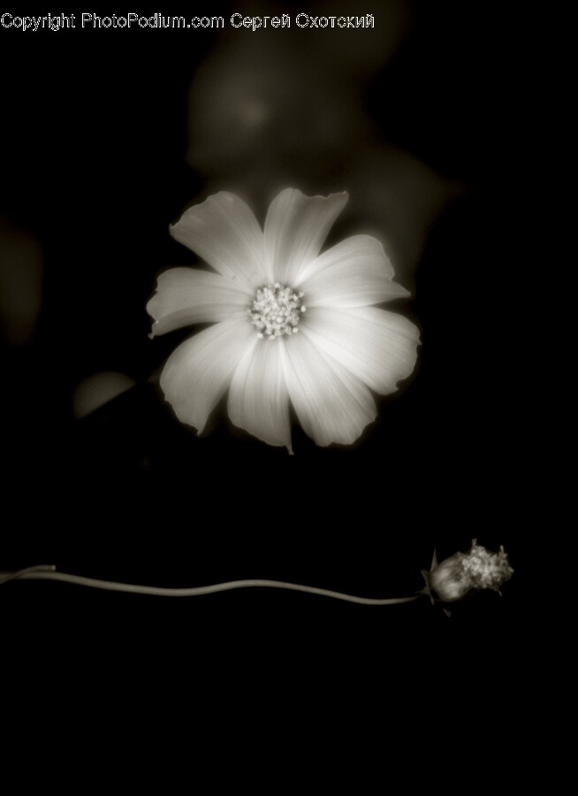 Plant, Pollen, Flower, Petal, Daisy