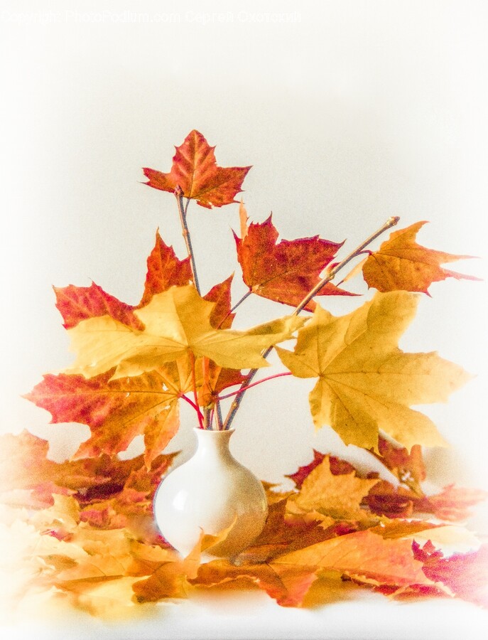 Leaf, Plant, Tree, Maple, Maple Leaf