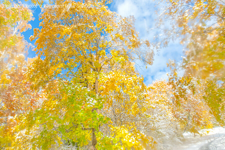 Plant, Tree, Vegetation, Leaf, Tree Trunk