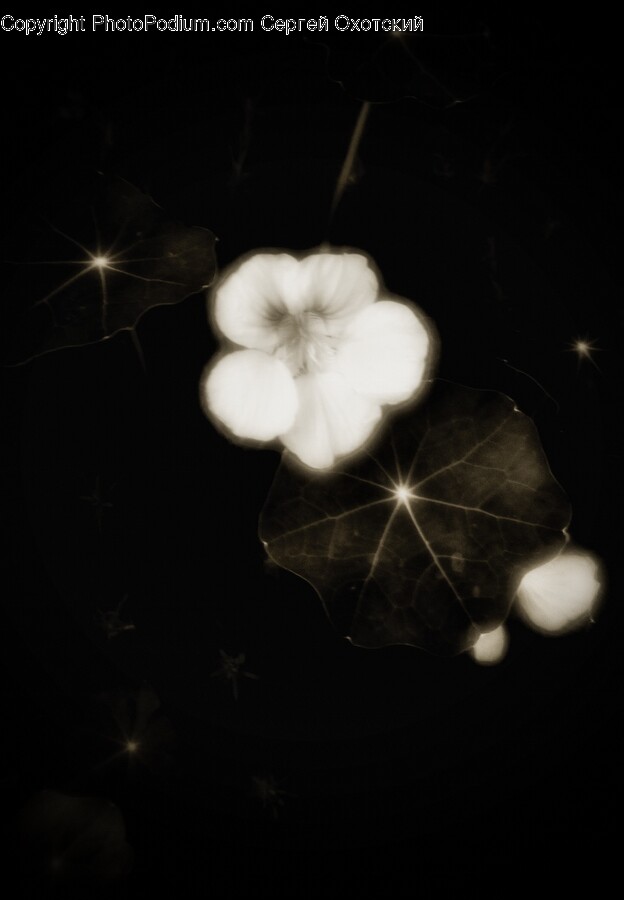 Flower, Geranium, Plant, Flare, Light