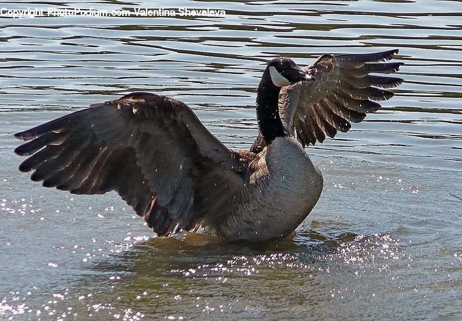 Bird, Goose, Waterfowl, Cormorant, Anhinga, Water