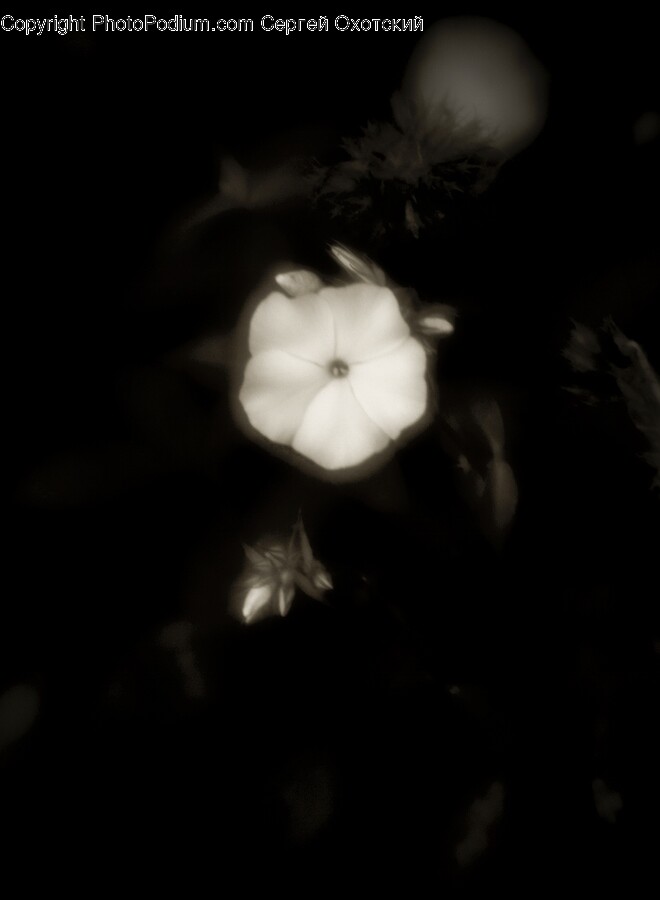 Flower, Geranium, Plant, Petal, Acanthaceae