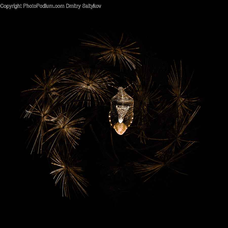 Fireworks, Nature, Night, Outdoors, Animal