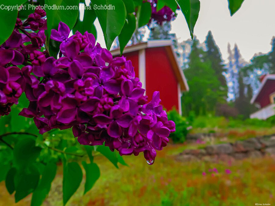 Flower, Plant, Geranium, Purple, Outdoors