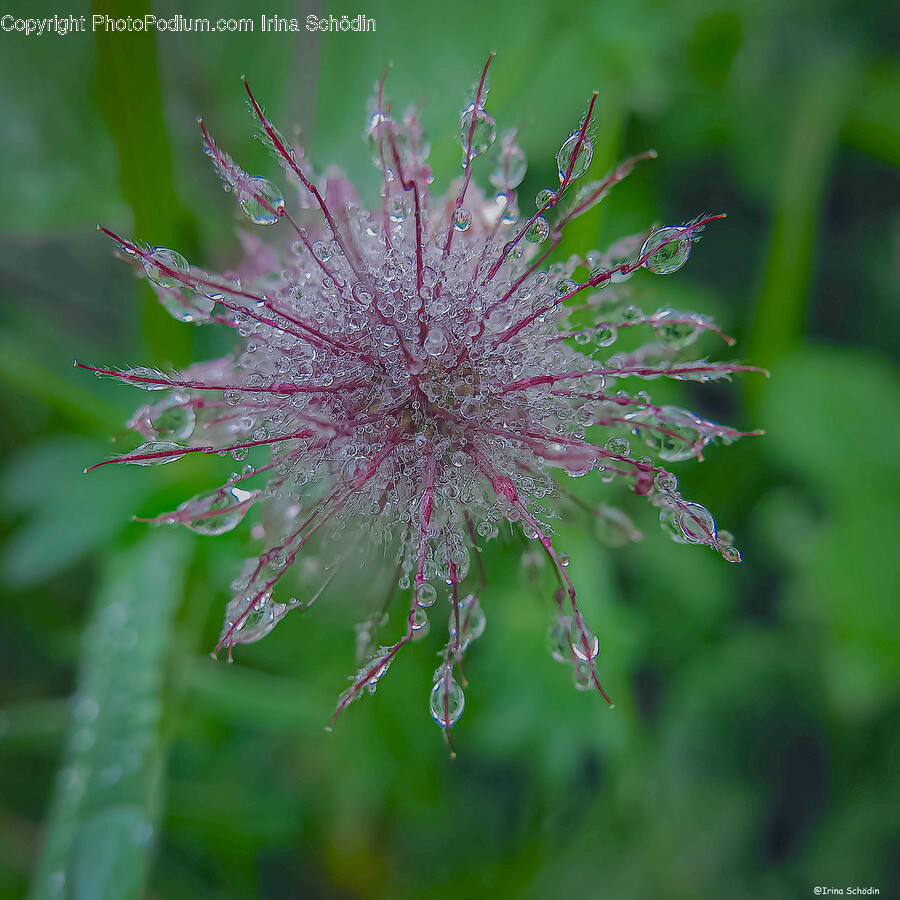 Flower, Plant, Droplet, Leaf, Petal