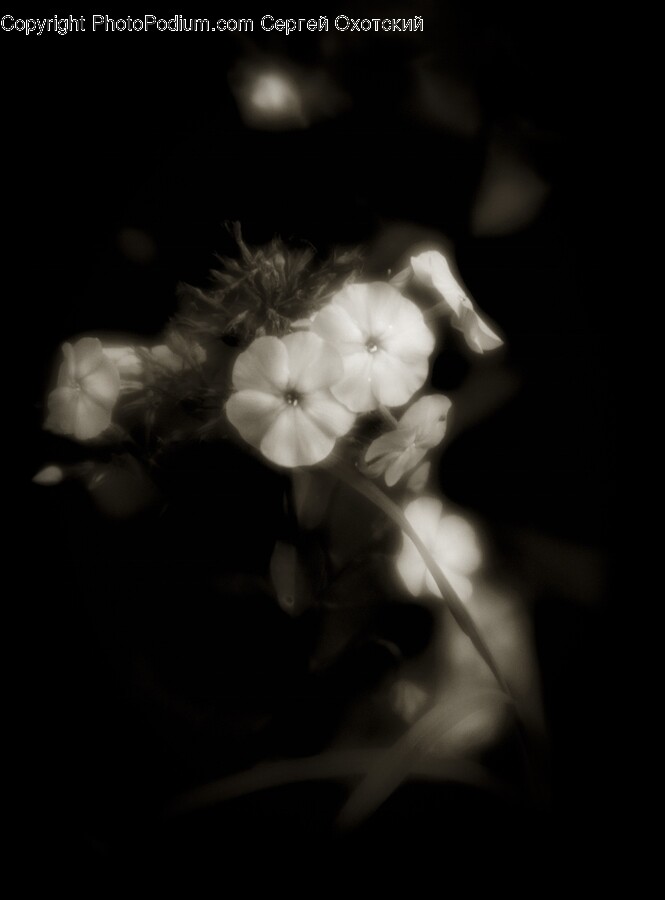 Flower, Geranium, Plant, Flower Arrangement, Flower Bouquet