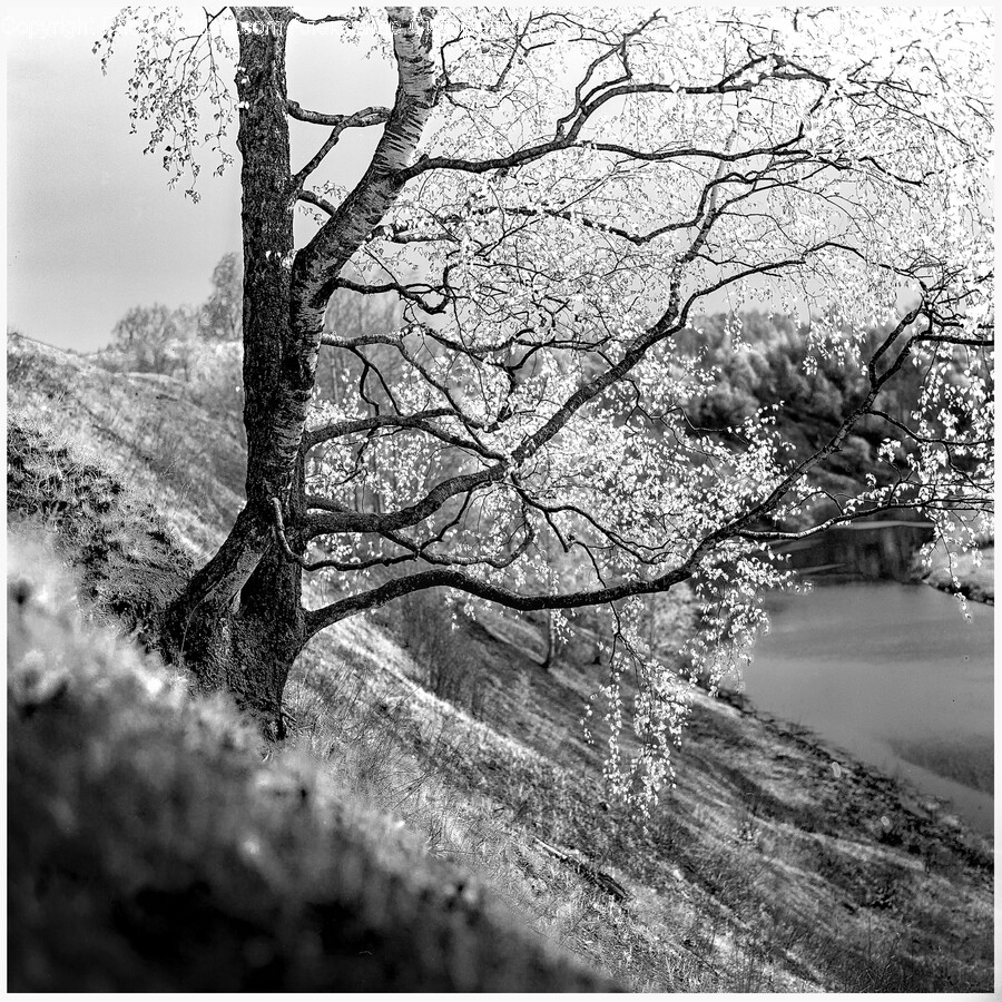 Plant, Tree, Tree Trunk, Nature, Outdoors