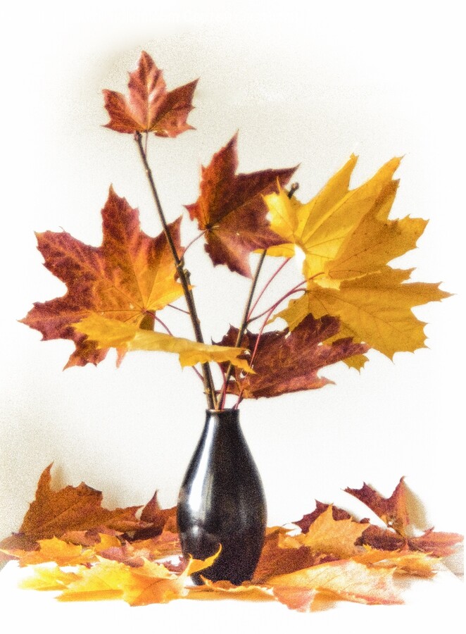 Leaf, Plant, Tree, Maple, Pottery