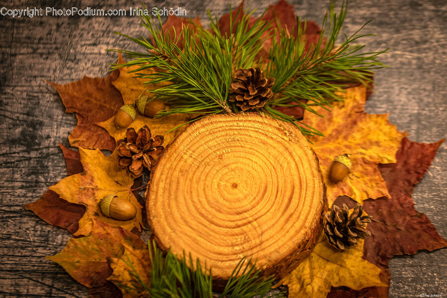 Leaf, Plant, Tree, Fungus, Maple