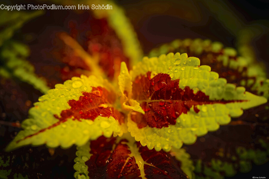 Leaf, Plant, Herbal, Herbs, Flower