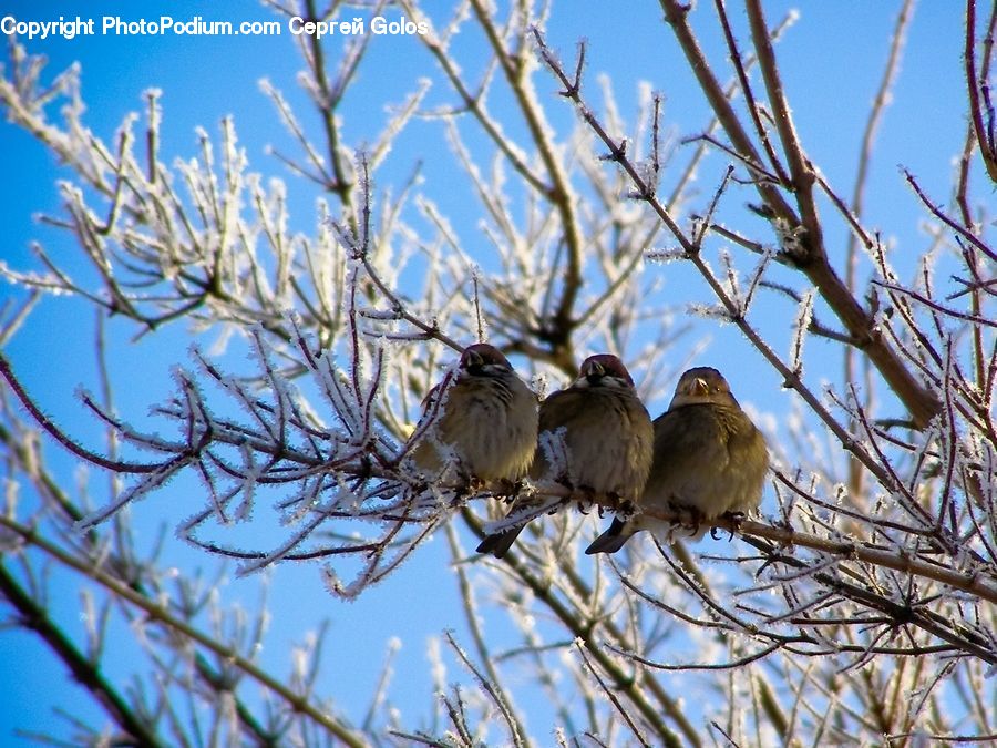 Bird, Sparrow, Owl, Wildlife, Finch, Wren, Jay