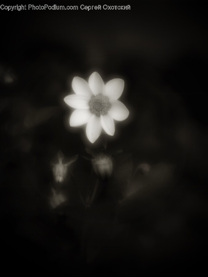 Anemone, Flower, Plant, Daisy, Petal