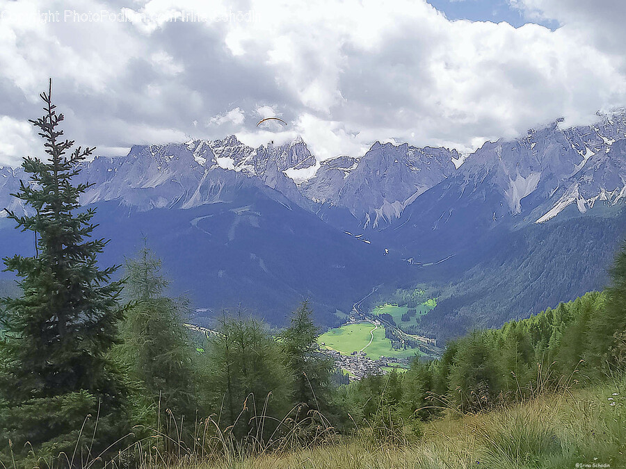 Plant, Tree, Slope, Fir, Conifer