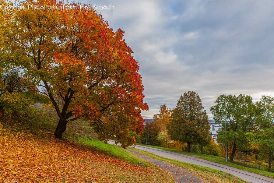 Plant, Tree, Leaf, Autumn, Tree Trunk