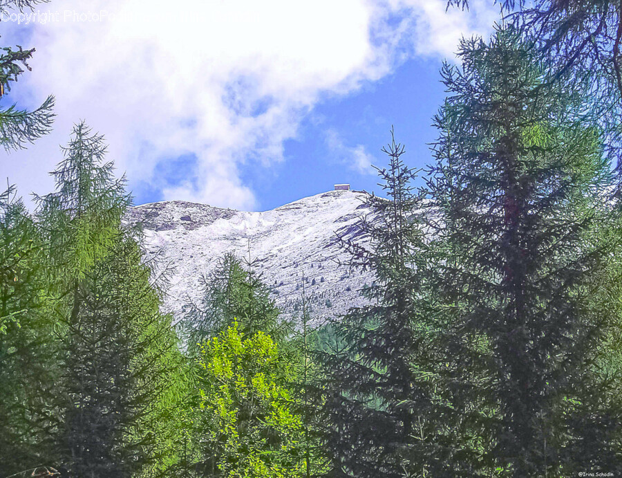 Plant, Tree, Conifer, Fir, Vegetation