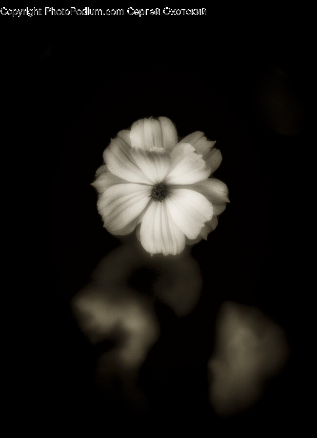 Flower, Petal, Plant, Daisy, Geranium