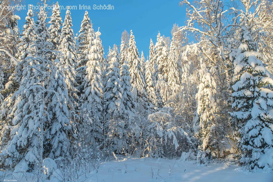 Plant, Tree, Fir, Vegetation, Nature