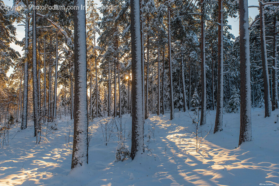 Plant, Tree, Vegetation, Fir, Land