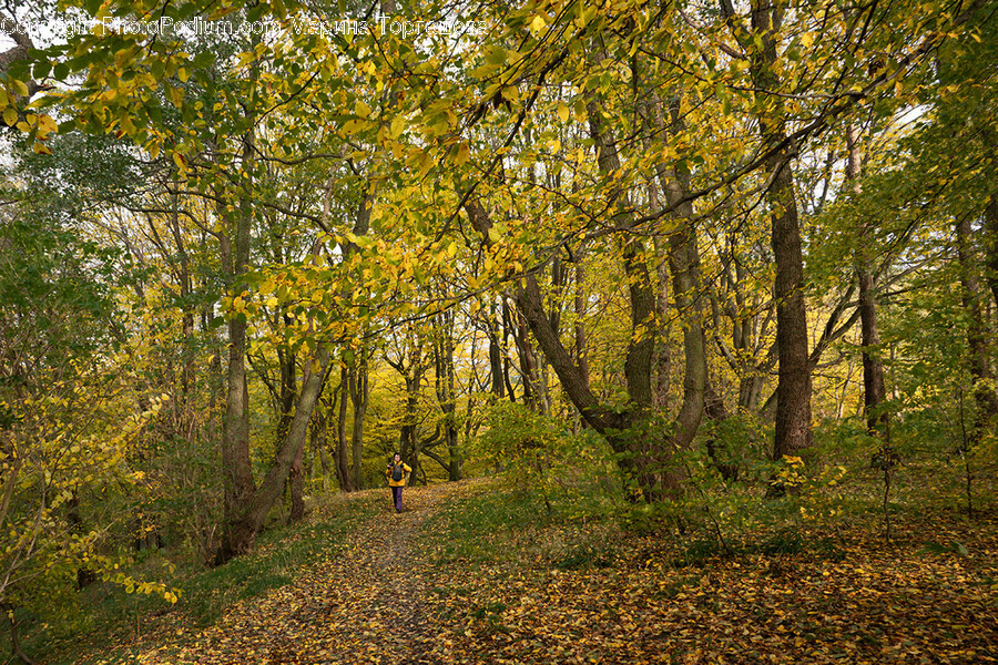 Plant, Tree, Vegetation, Path, Tree Trunk