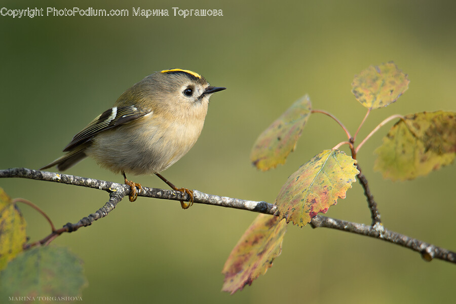 Animal, Bird, Finch, Leaf, Plant