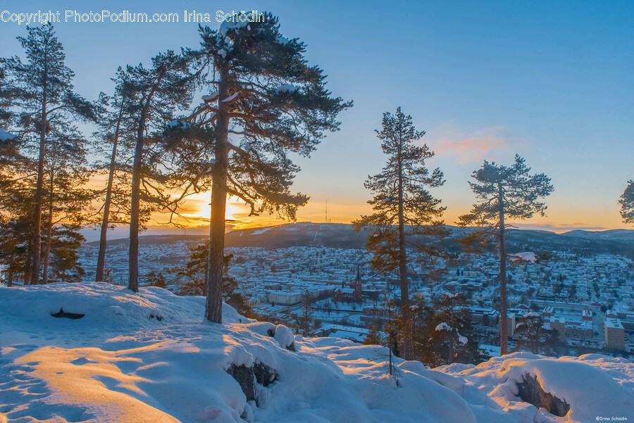 Fir, Plant, Tree, Nature, Outdoors