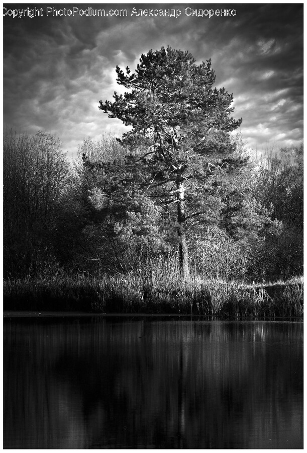Plant, Tree, Fir, Nature, Outdoors