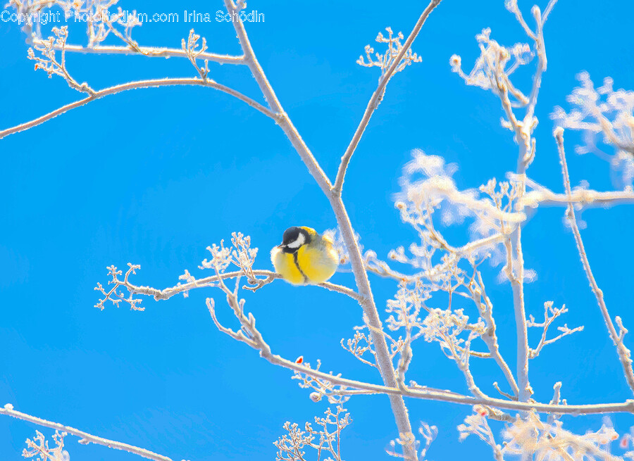 Animal, Bird, Finch, Nature, Outdoors