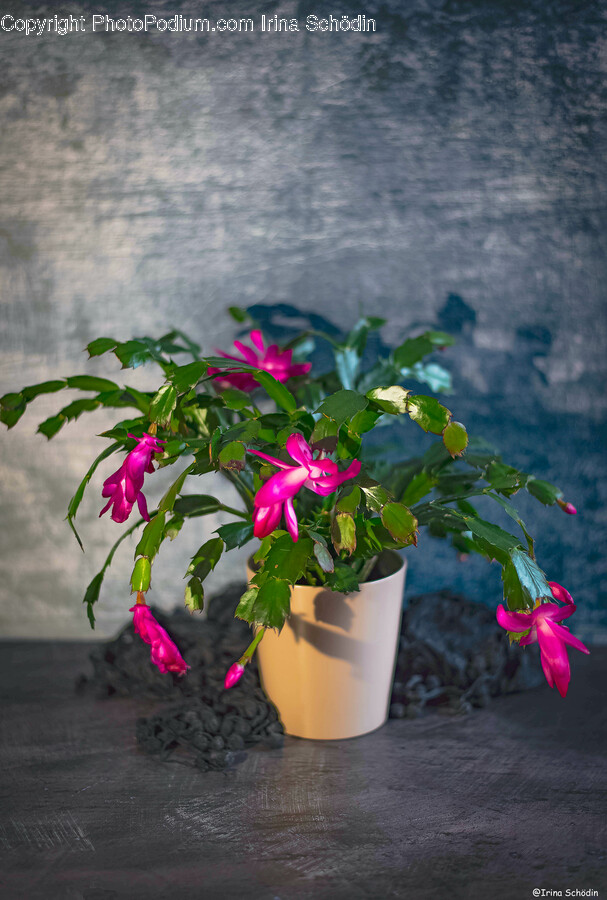 Plant, Potted Plant, Flower, Geranium, Flower Arrangement