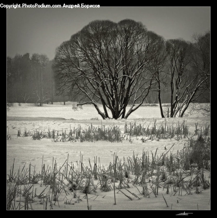 Drawing, Sketch, Plant, Tree, Oak, Wood, Countryside