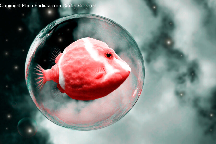 Sphere, Animal, Fish, Sea Life, Canine