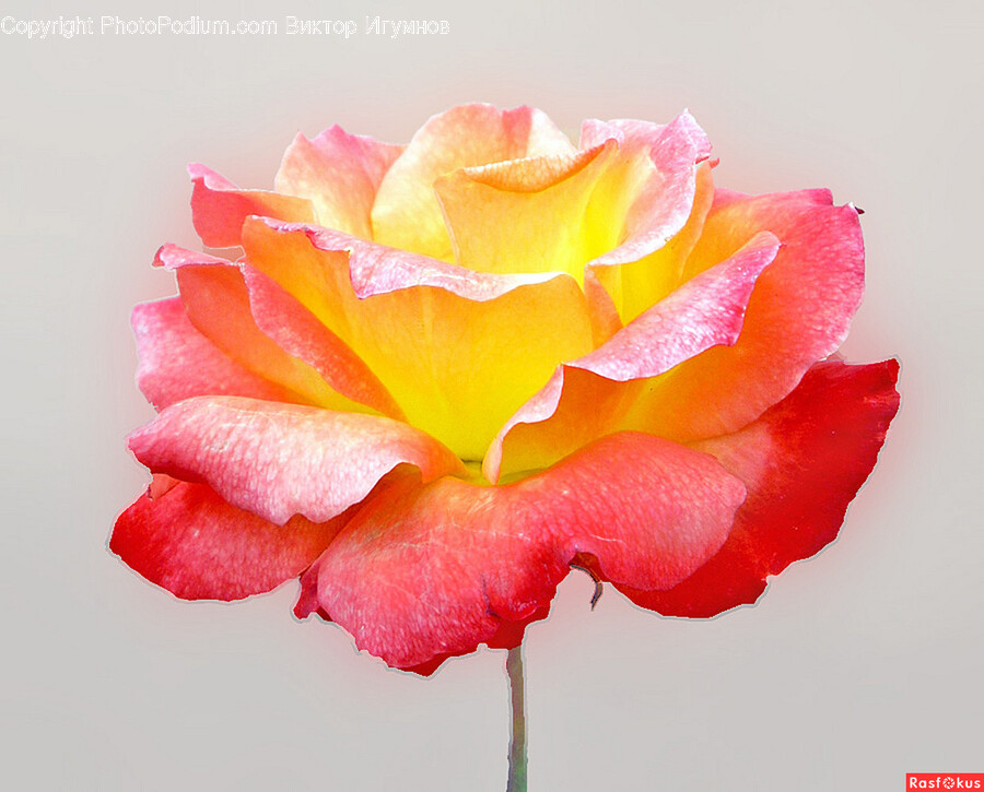 Flower, Plant, Rose, Petal