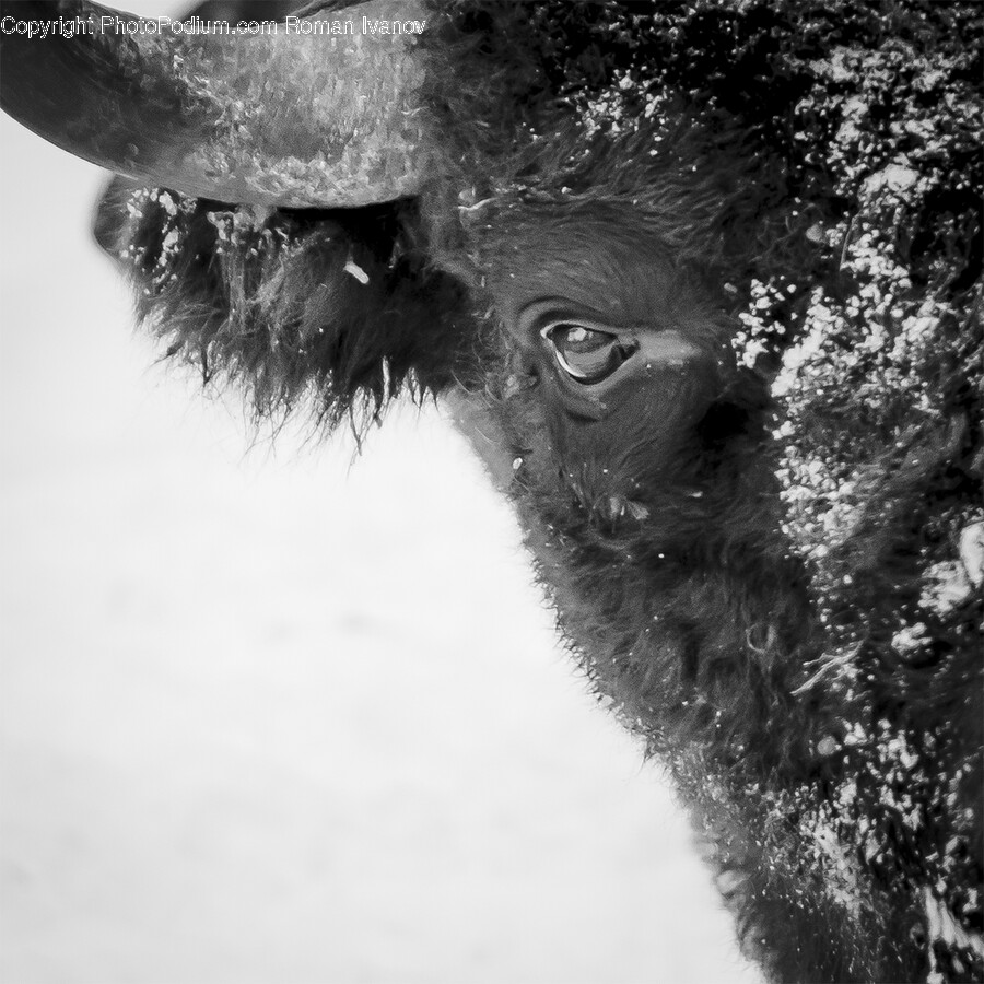 Animal, Bull, Mammal, Bison, Wildlife