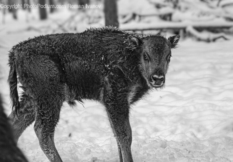 Animal, Calf, Cattle, Cow, Livestock