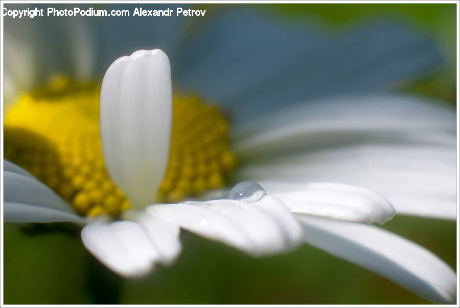 Daisies, Daisy, Flower, Plant, Blossom, Flora, Crocus