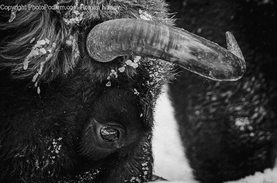 Animal, Bull, Mammal, Monkey, Wildlife