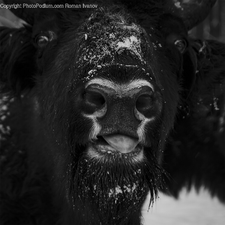 Animal, Bear, Mammal, Wildlife, Bison