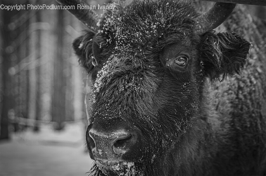 Animal, Mammal, Bison, Wildlife, Bull