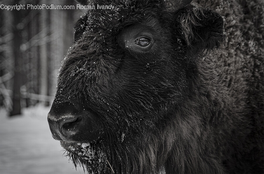 Animal, Bison, Mammal, Wildlife, Monkey
