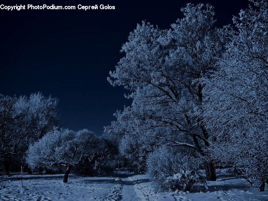 Frost, Ice, Outdoors, Snow, Oak, Tree, Wood