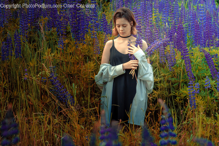 Flower, Lupin, Plant, Purple, Clothing