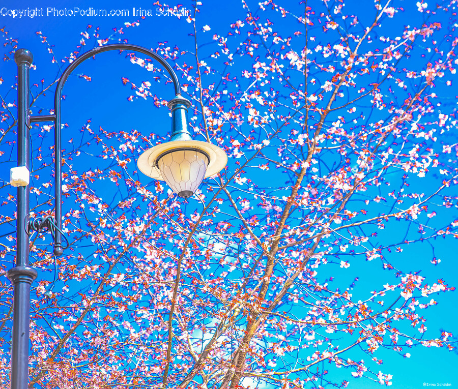 Lighting, Flower, Plant, Lamp, Outdoors