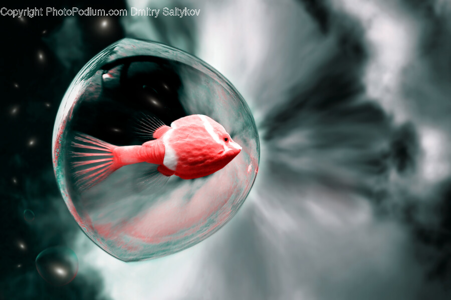 Sphere, Animal, Fish, Sea Life, Person