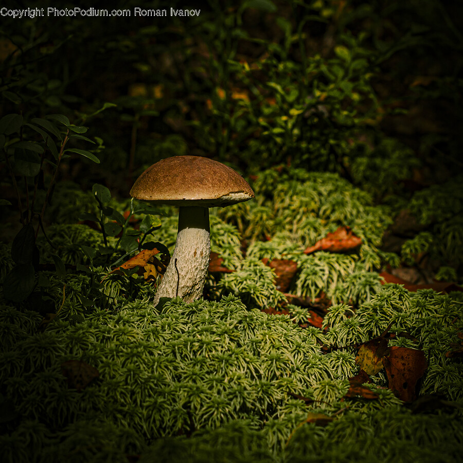 Fungus, Plant, Agaric, Amanita, Mushroom