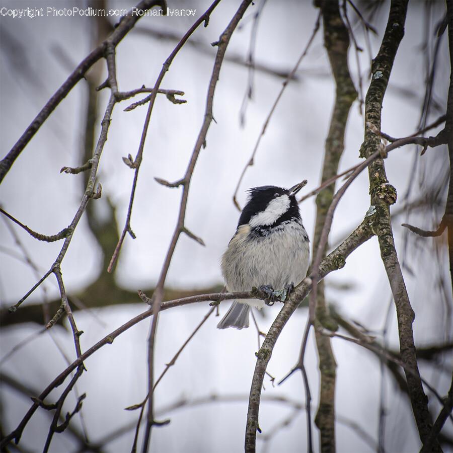 Animal, Bird, Finch, Jay, Wren