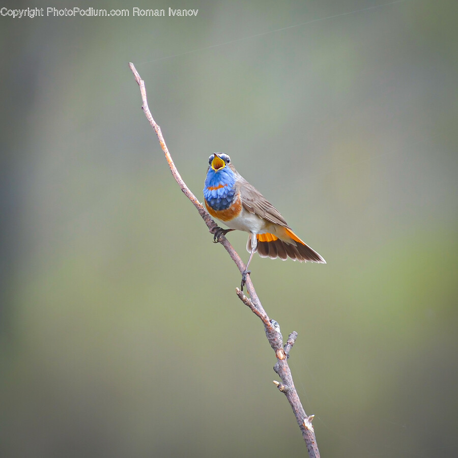 Animal, Bird, Jay, Finch, Bee Eater